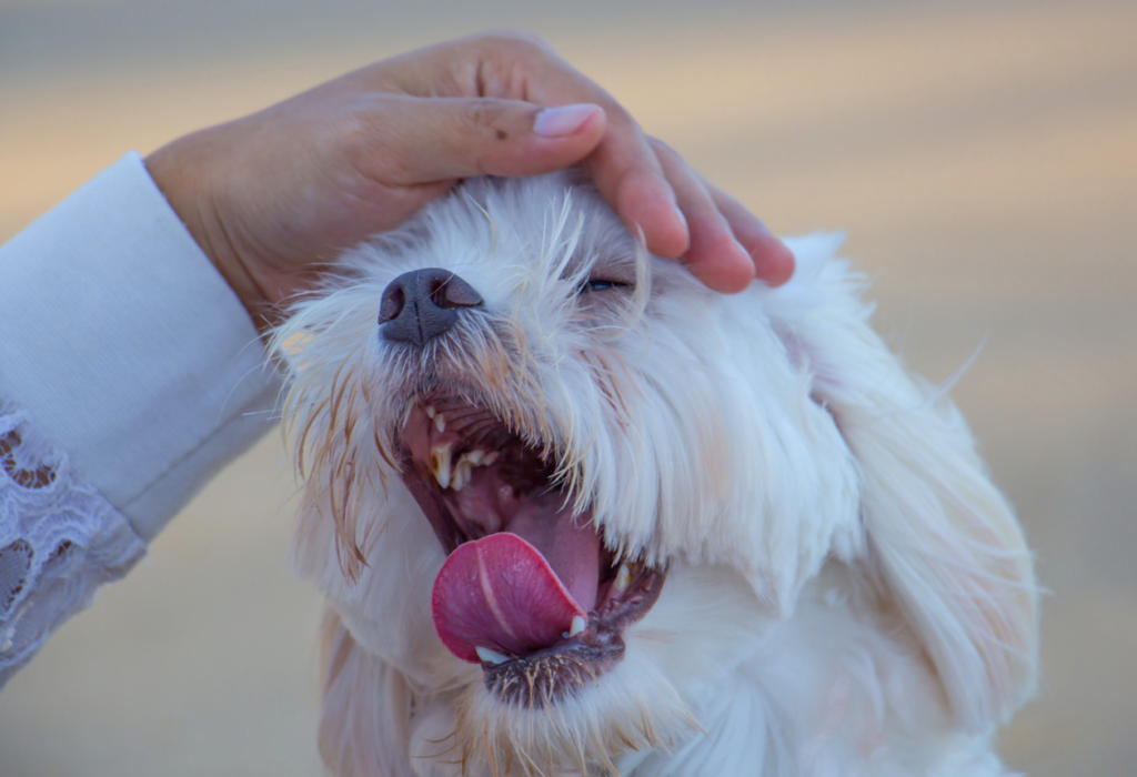 Dog Yawning from being pet. Understanding Dog Body Language, Loving Dog Training LLC Article  